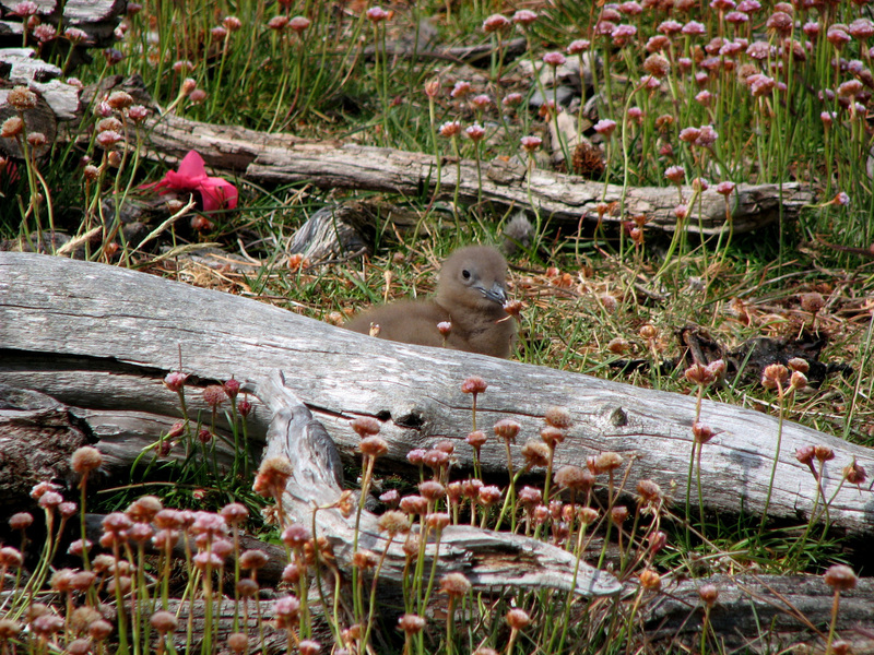 Charadriiformes