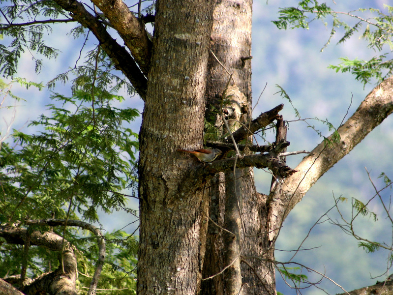 collaredpalmthrush3547