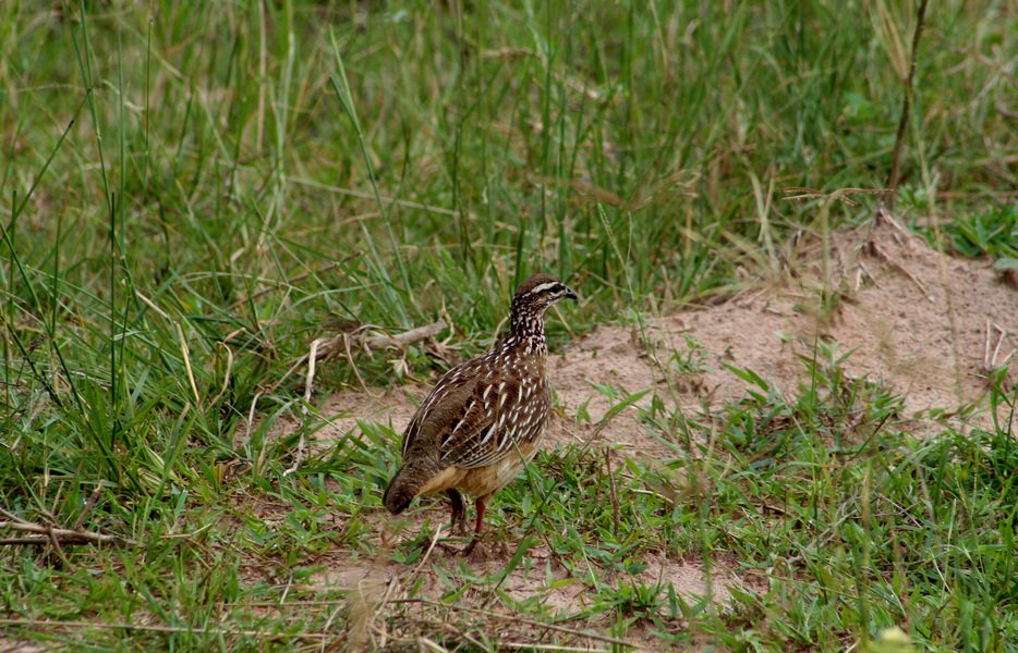 Phasianidae