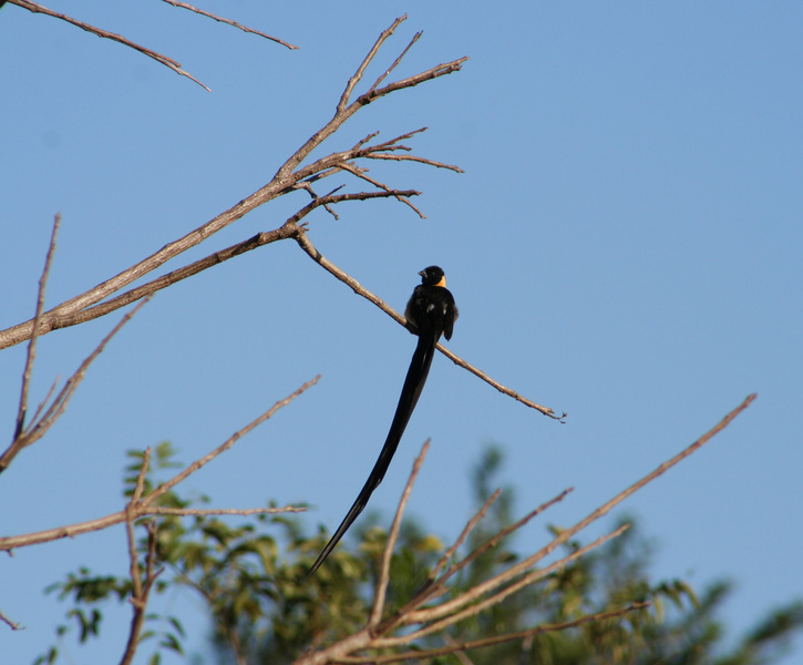 Passeriformes