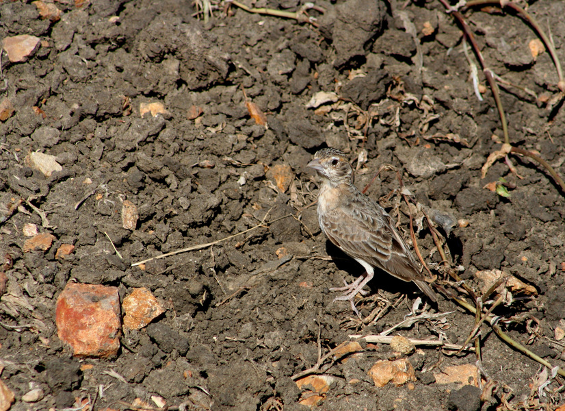 Alaudidae