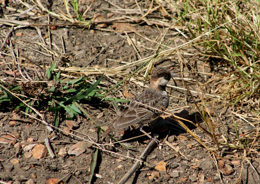 Passeriformes