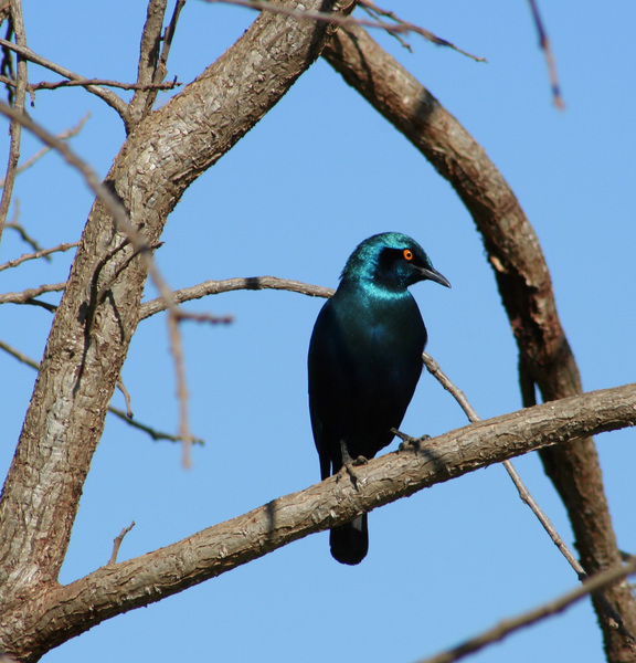 grblueearedstarling3400