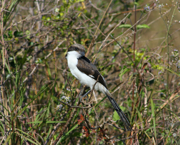 Passeriformes