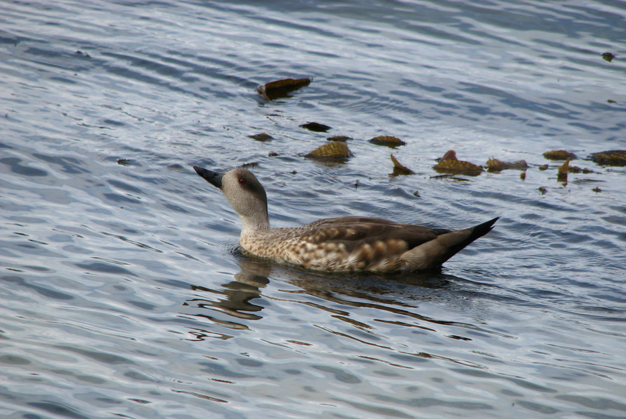 Anseriformes