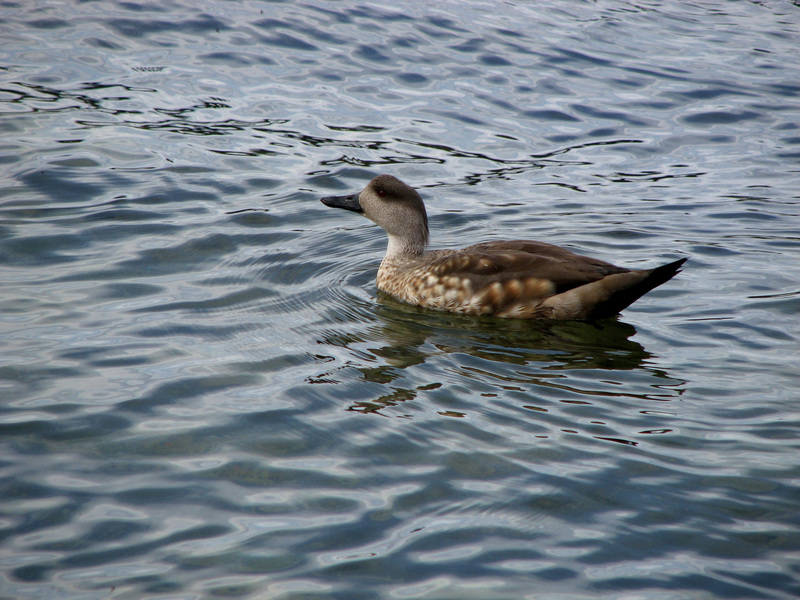 Anseriformes