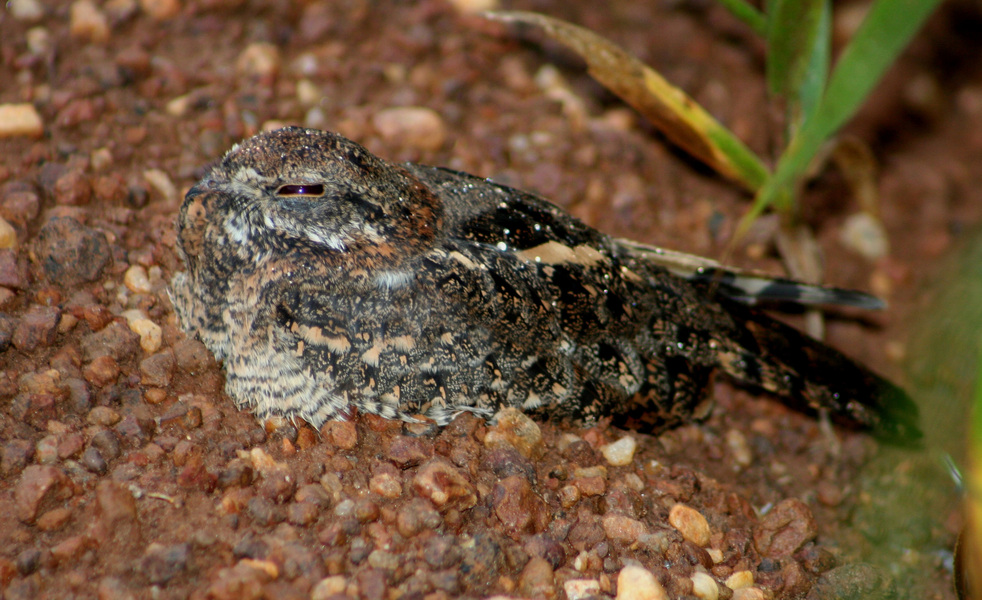 Caprimulgiformes