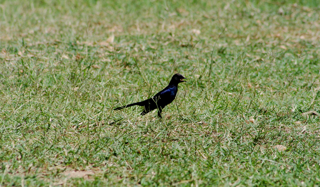 Lamprotornis