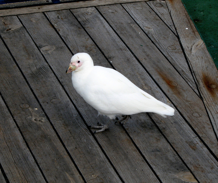 Charadriiformes