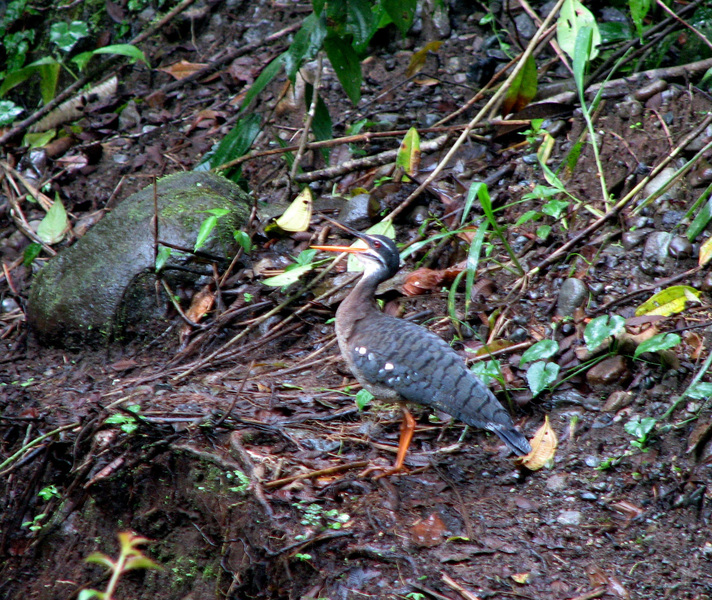 sunbittern2738