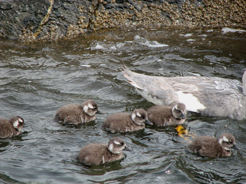 Anseriformes