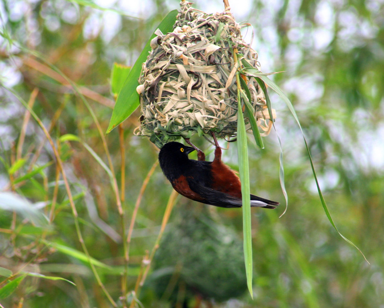 Passeriformes