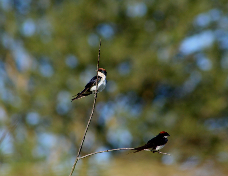 Hirundo smithii