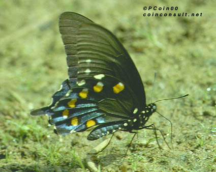 Lepidoptera