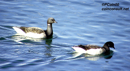 Anseriformes