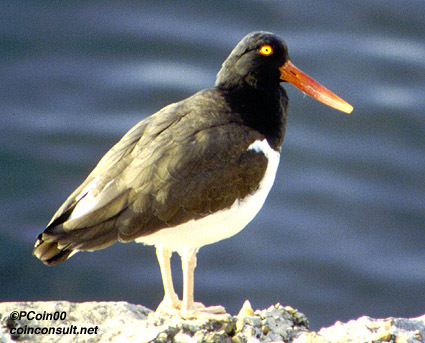 Charadriiformes