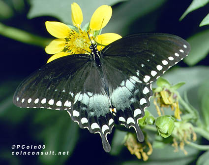 Papilio troilus