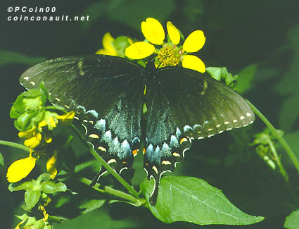 Papilionidae