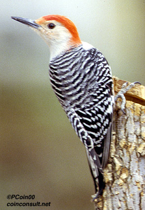 Melanerpes carolinus