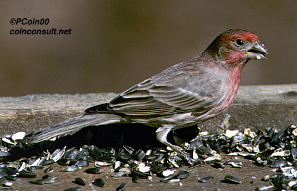 Carpodacus mexicanus