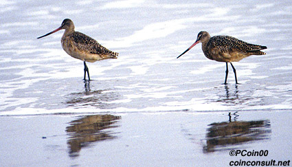 Charadriiformes