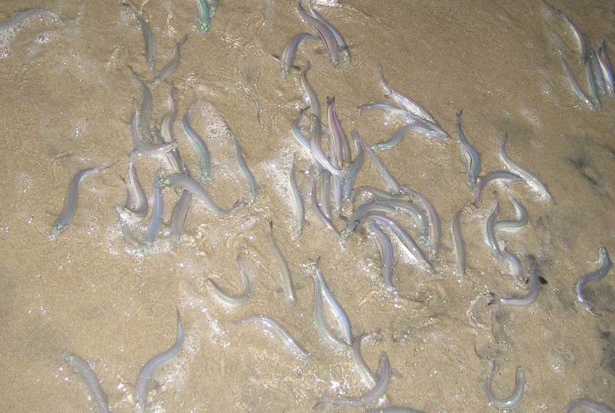 grunion4ss