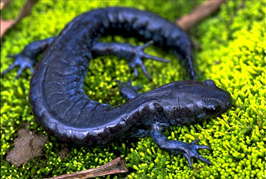 Ambystoma laterale