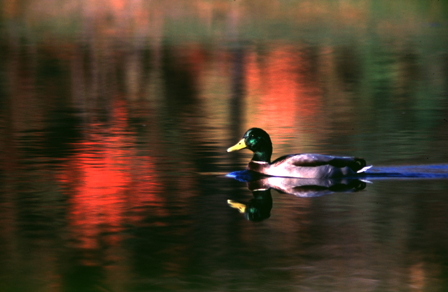 Anseriformes