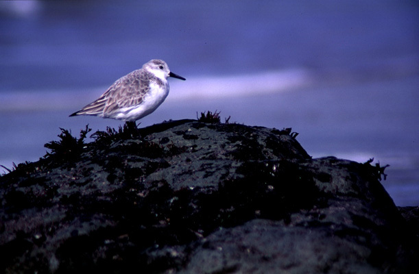 Calidris alba