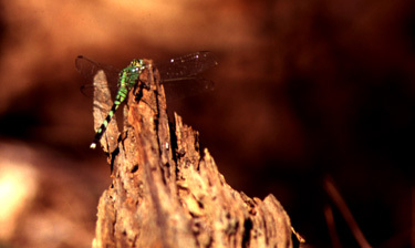 Erythemis simplicicollis