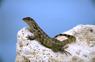 Squamata