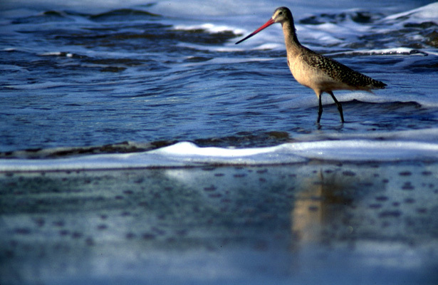 Charadriiformes