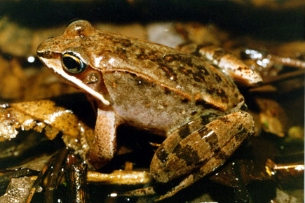 Lissamphibia