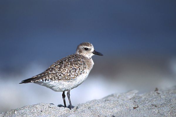 Charadriiformes