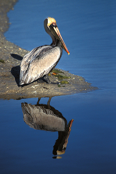 Deuterostomia