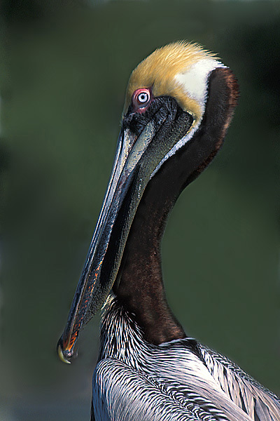 Pelecanus occidentalis