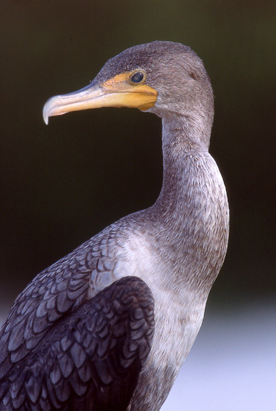 cormorantportrait