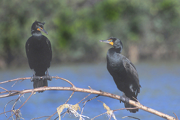 Phalacrocorax auritus