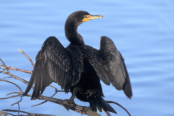 Phalacrocorax auritus