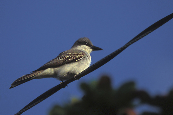 easternkingbird