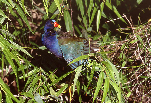 gallinule