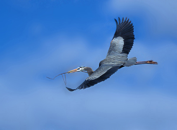 Ardea herodias