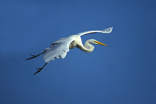 Ardea alba