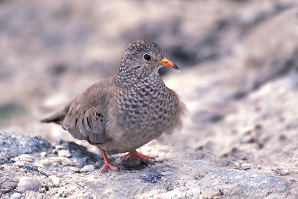 Columbidae