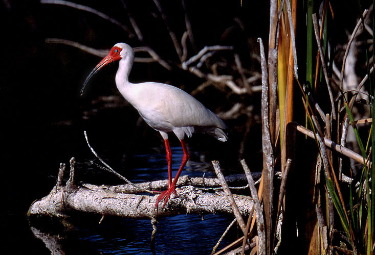 Eudocimus albus