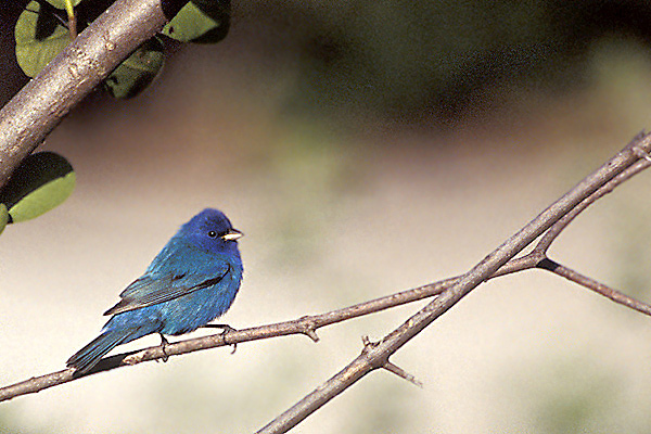 indigobunting