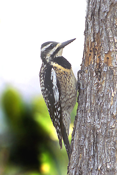 Piciformes