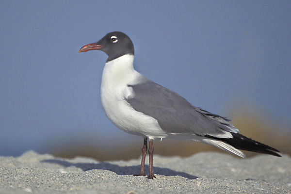 Larus atricilla