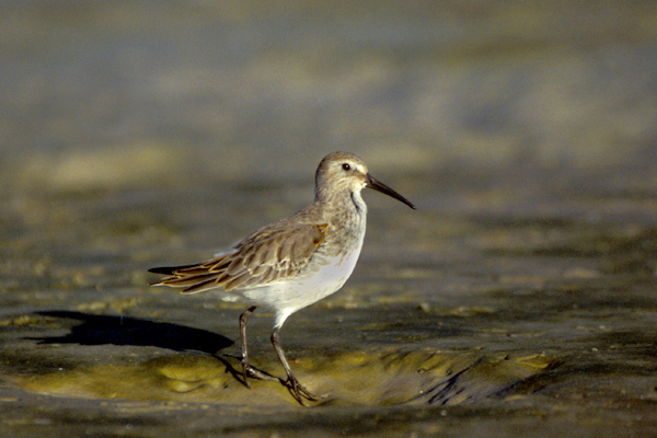 Calidris