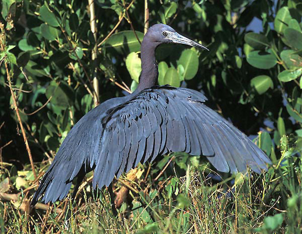 Ciconiiformes